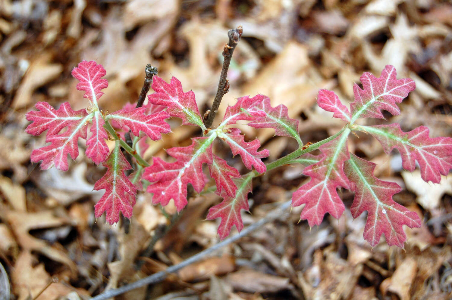 Quercus velutina Lam. resmi