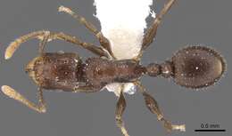 صورة Tetramorium elidisum Bolton 1980