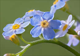 Image of true forget-me-not