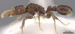 صورة Tetramorium elidisum Bolton 1980