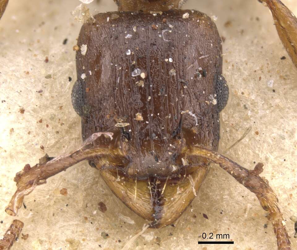 Image of Tetramorium jauresi Forel 1914