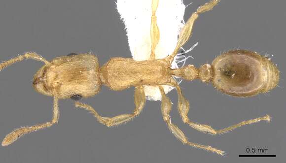 Image of Tetramorium isipingense Forel 1914