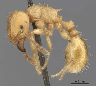 Image of Tetramorium capense Mayr 1865