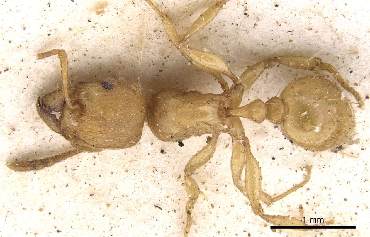 Image of Tetramorium capense Mayr 1865