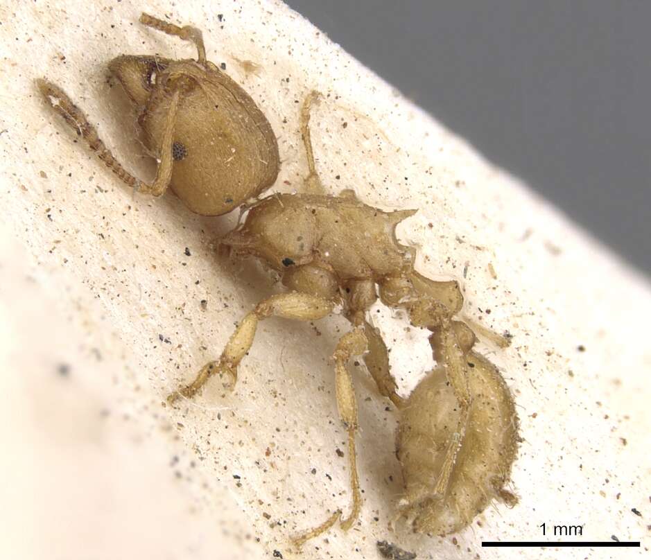 Image of Tetramorium capense Mayr 1865