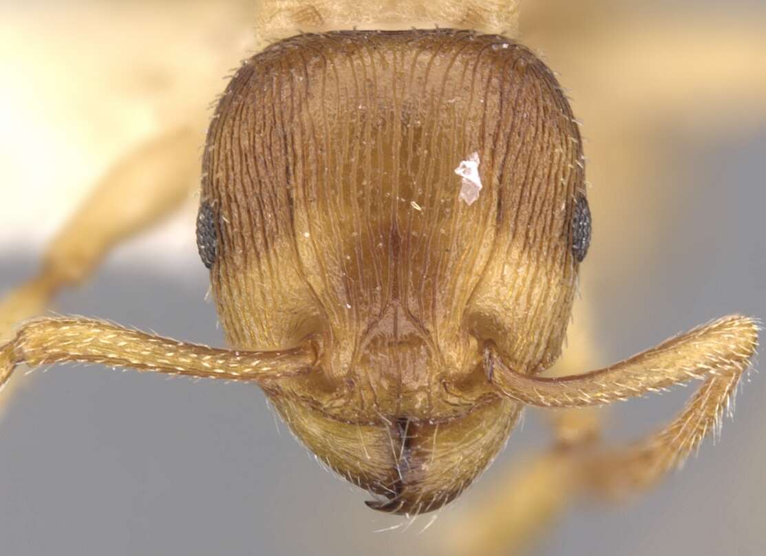 Image of Tetramorium dominum Bolton 1980