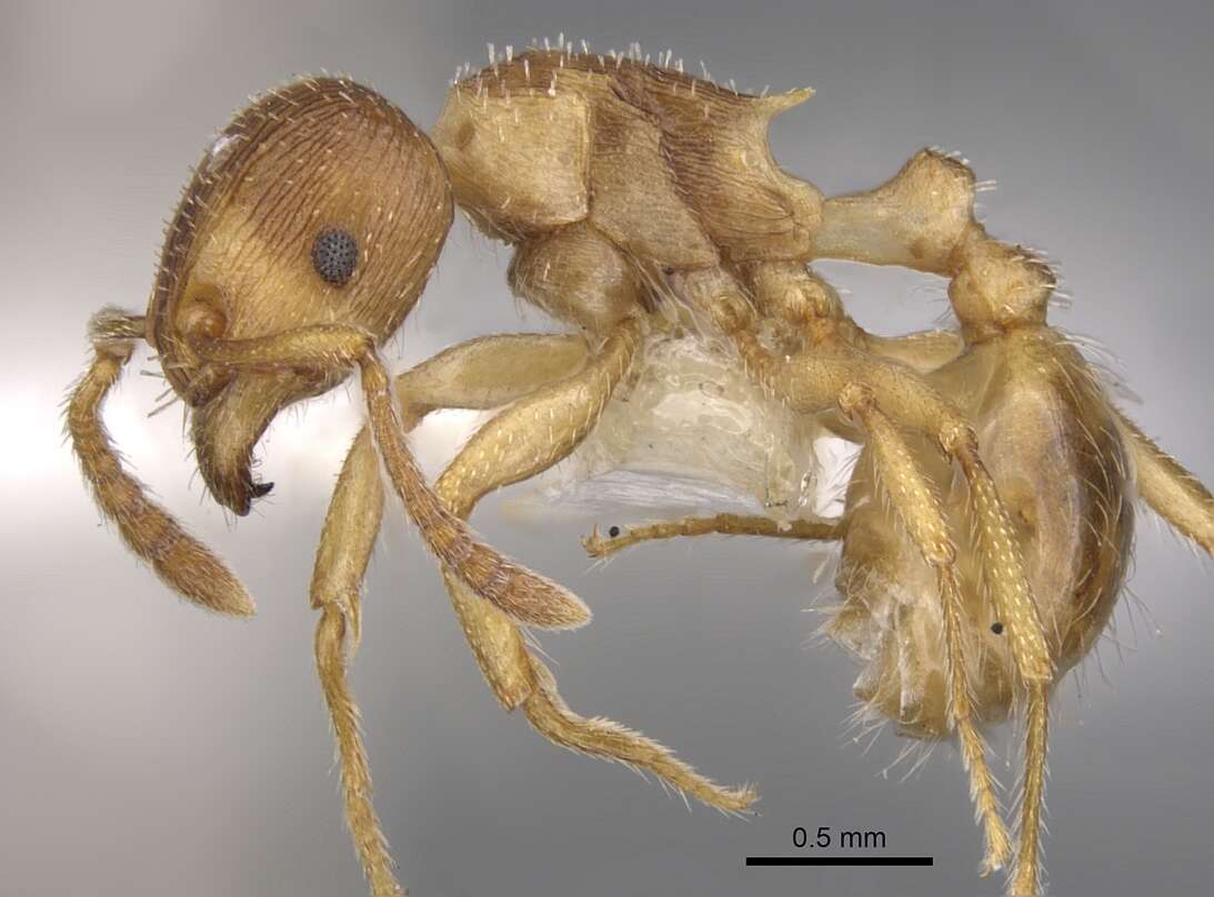 Image of Tetramorium dominum Bolton 1980