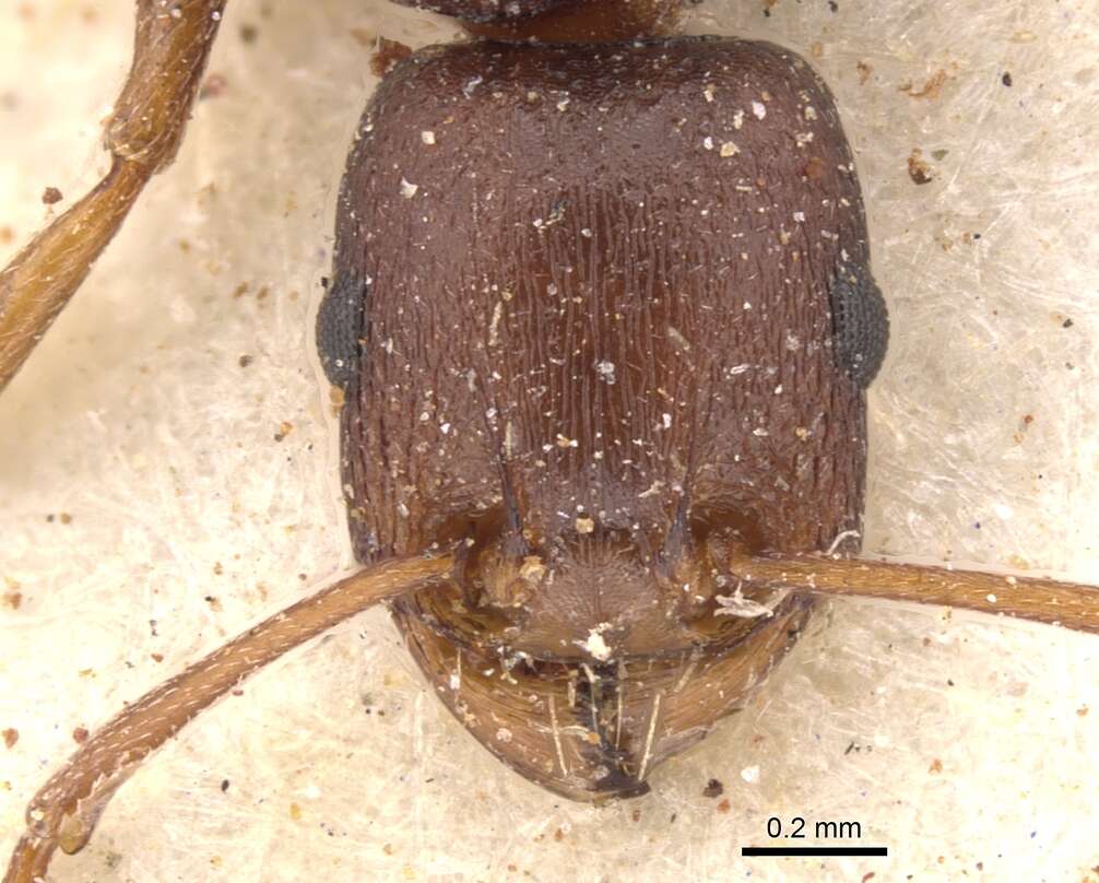 Image of Tetramorium