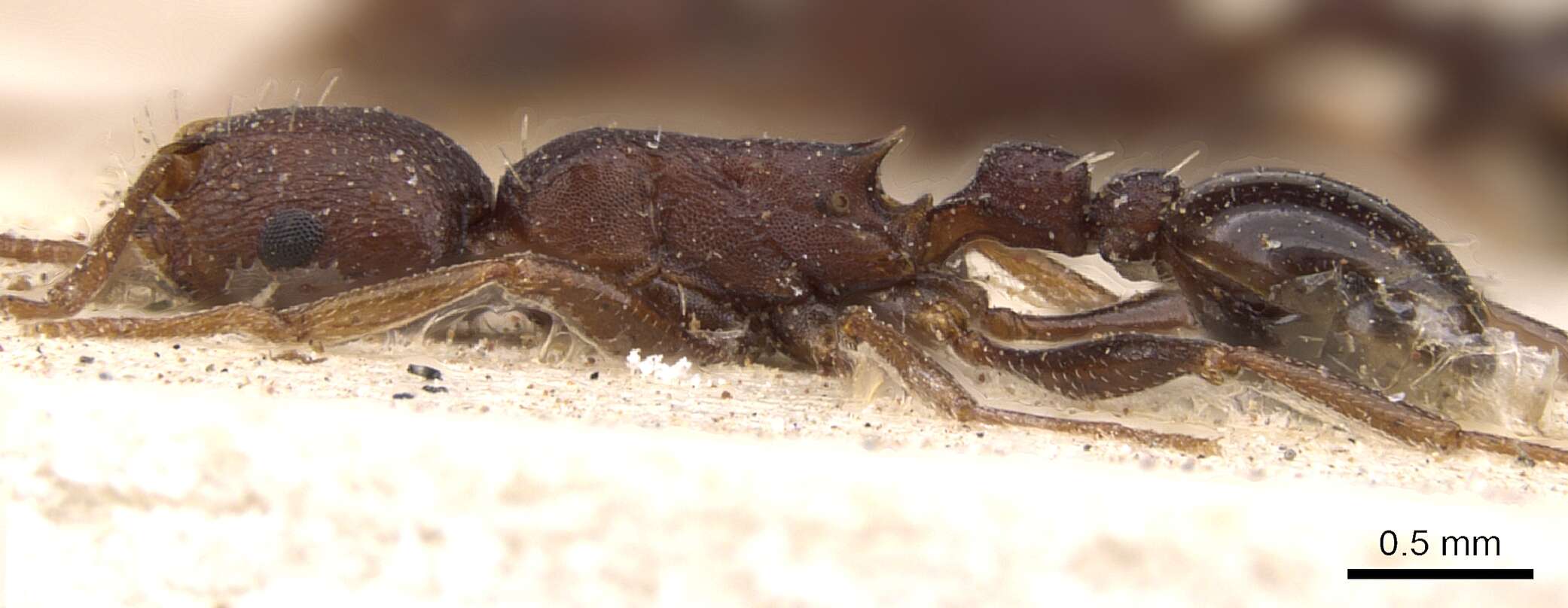 Image of Tetramorium