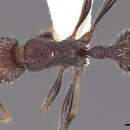 Image of Tetramorium asetyum Bolton 1980