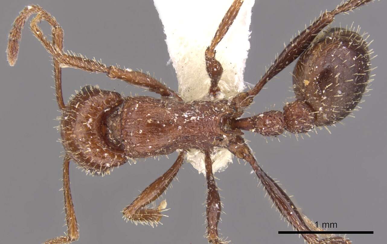 Image of Tetramorium bequaerti Forel 1913