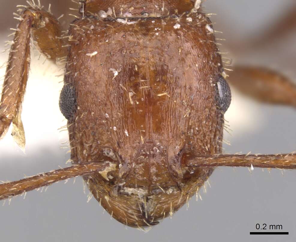 Image of Tetramorium bequaerti Forel 1913