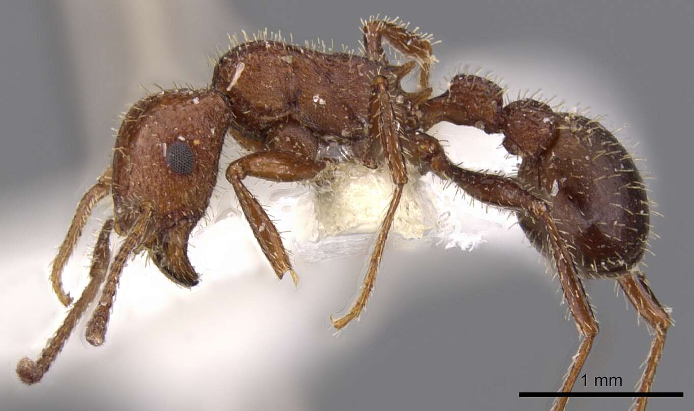 Image of Tetramorium bequaerti Forel 1913