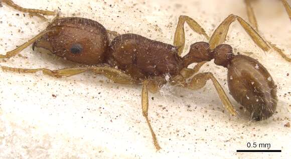 Image of Tetramorium bulawayense Forel 1913