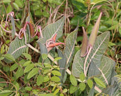 Image of pinewoods milkweed