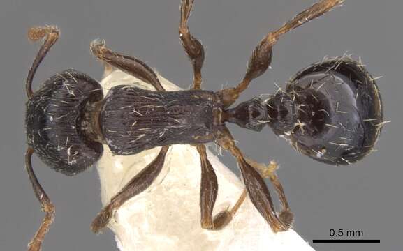 Image of Tetramorium goniommoide Poldi 1979