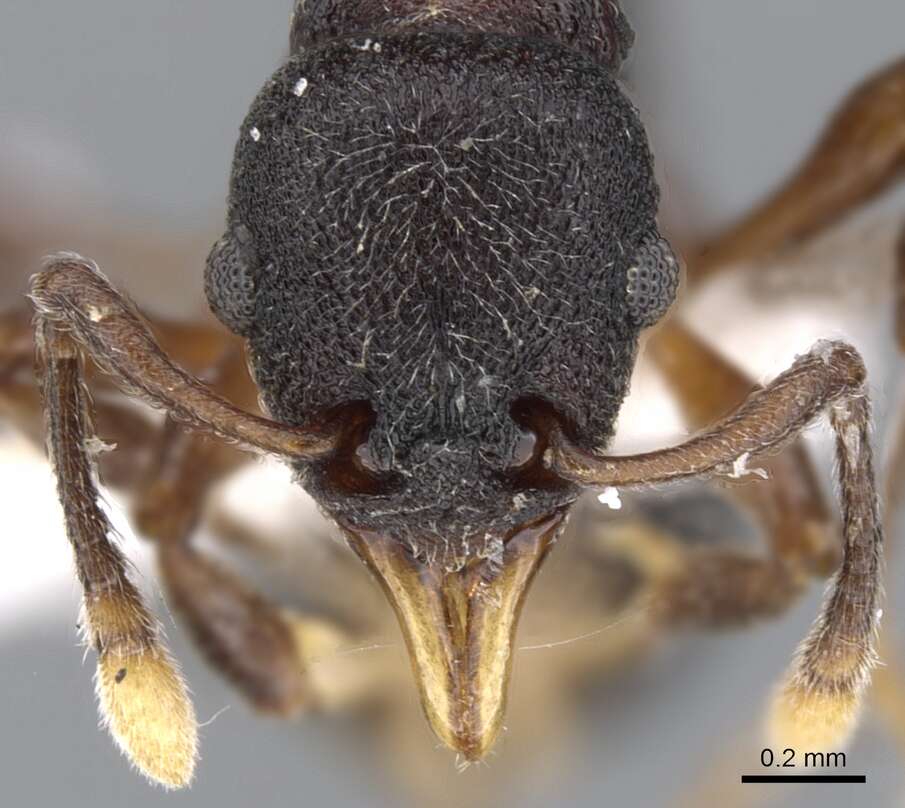 Image of Lenomyrmex mandibularis Fernandez & Palacio G. 1999