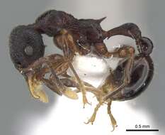 Image of Lenomyrmex mandibularis Fernandez & Palacio G. 1999