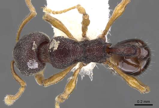 Image of Lenomyrmex wardi Fernandez & Palacio G. 1999