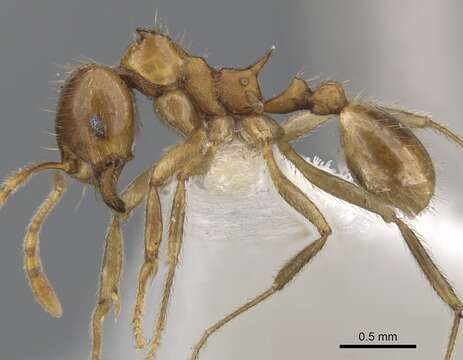 Image of Lophomyrmex kali Rigato 1994