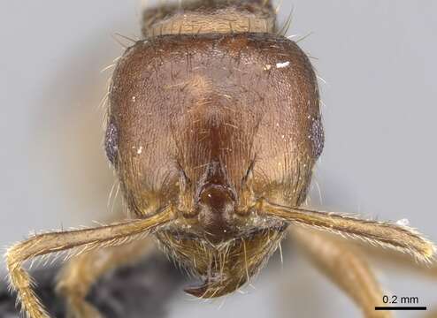 Image of Lophomyrmex