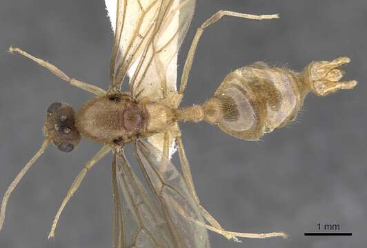 Image of Lophomyrmex bedoti Emery 1893