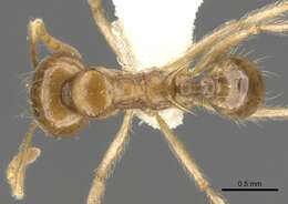 Image of Lophomyrmex longicornis Rigato 1994