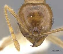 Image of Lophomyrmex longicornis Rigato 1994