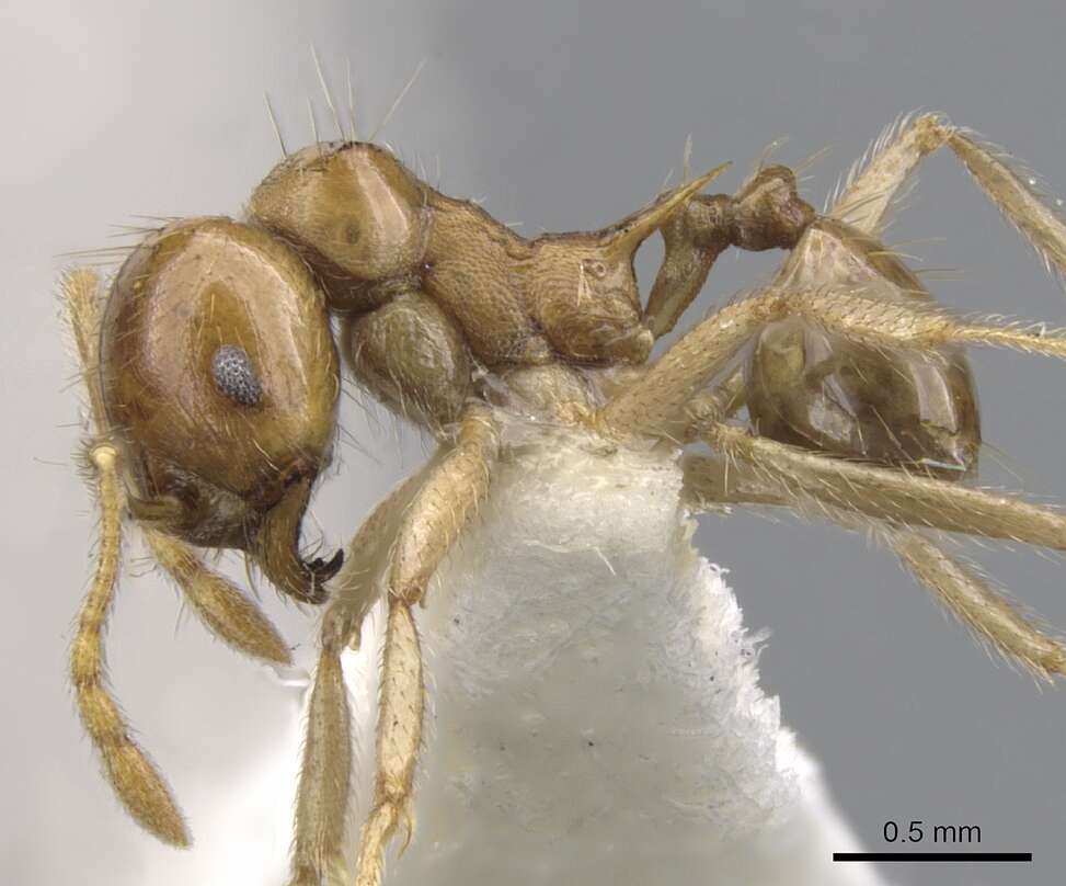 Image of Lophomyrmex longicornis Rigato 1994