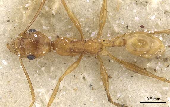 Image of Pheidole maufei Arnold 1920