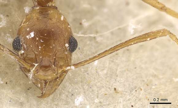 Image de Pheidole maufei Arnold 1920