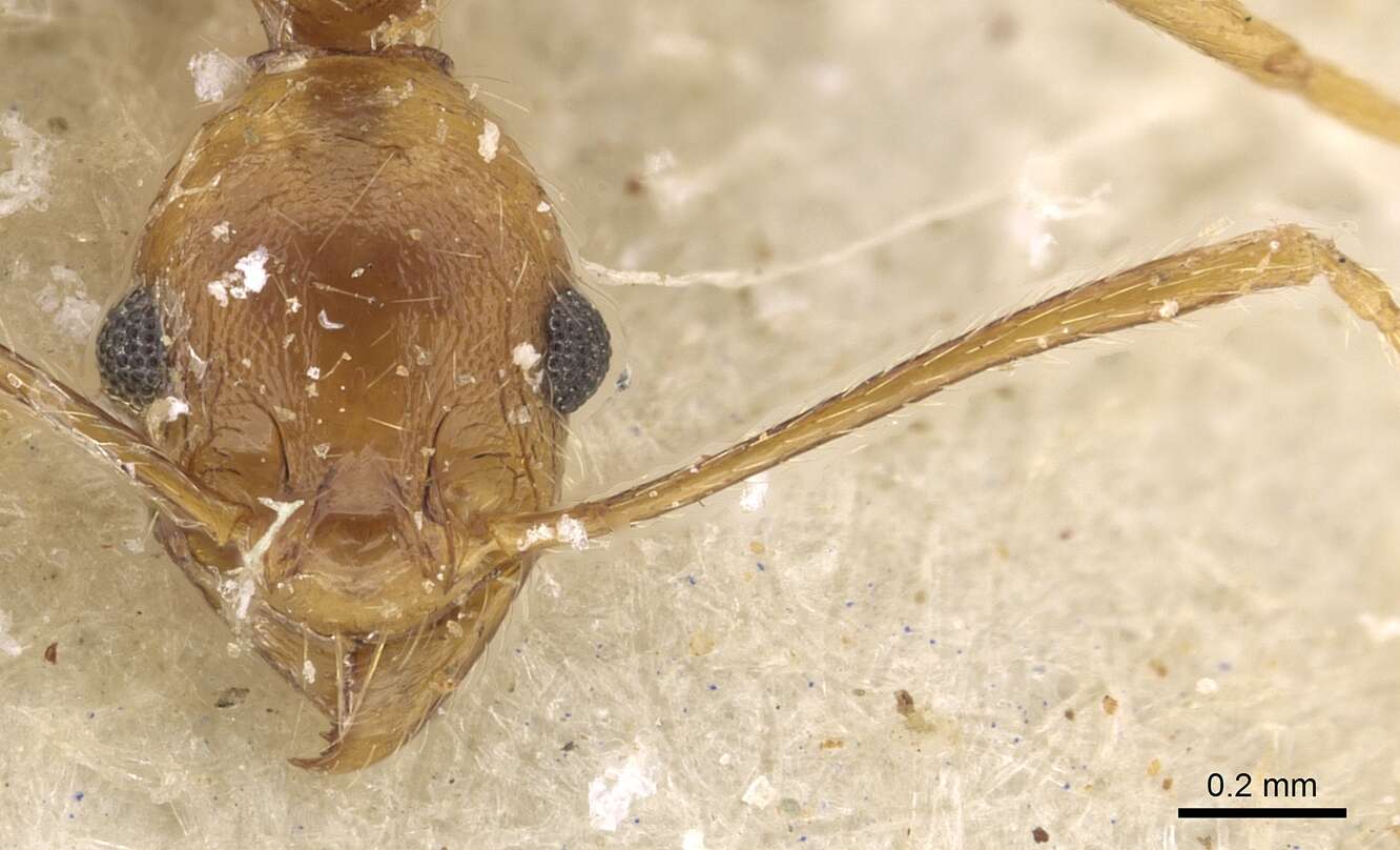 Image de Pheidole maufei Arnold 1920