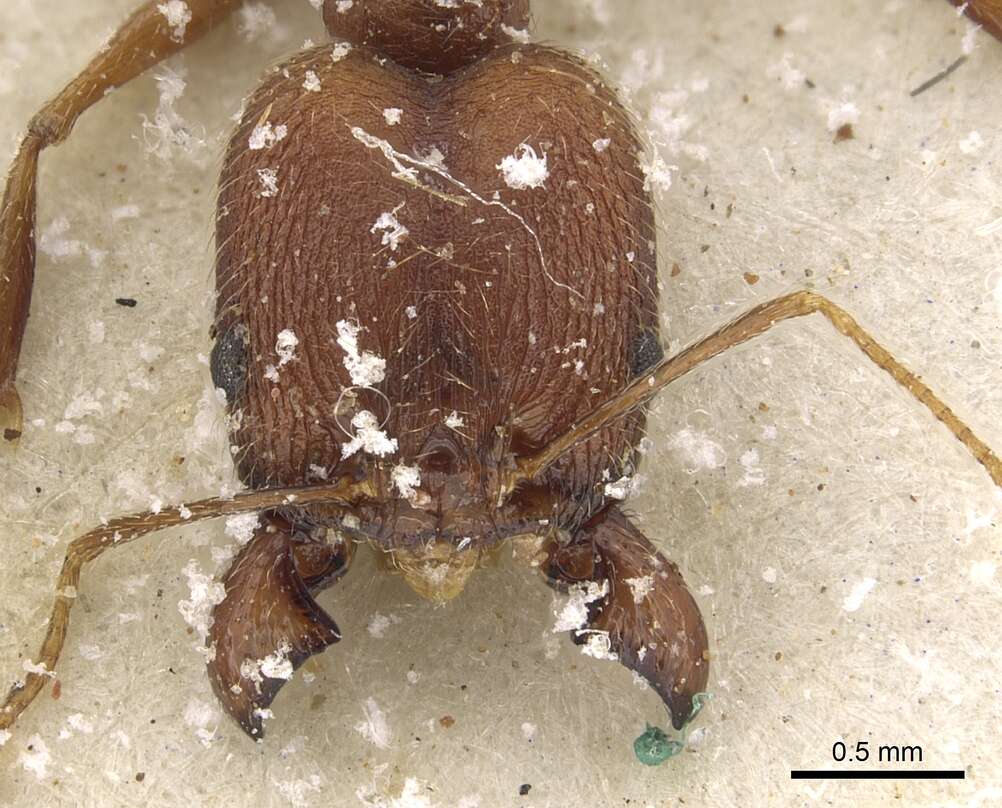 Image de Pheidole maufei Arnold 1920