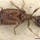 Pheidole arnoldi Forel 1913 resmi