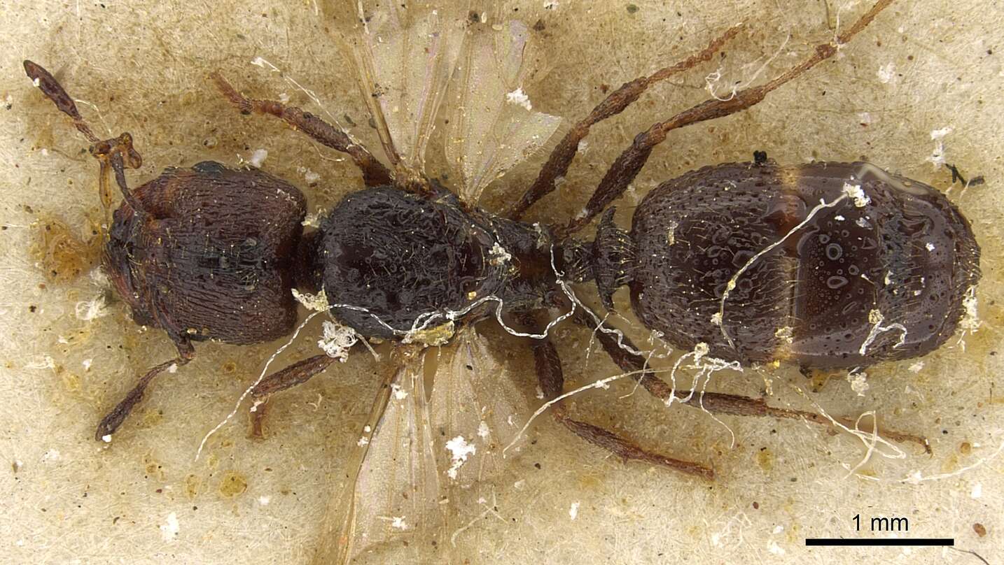 Image de Pheidole arnoldi Forel 1913