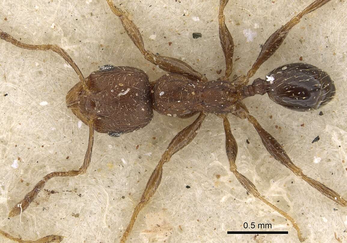 Image de Pheidole arnoldi Forel 1913