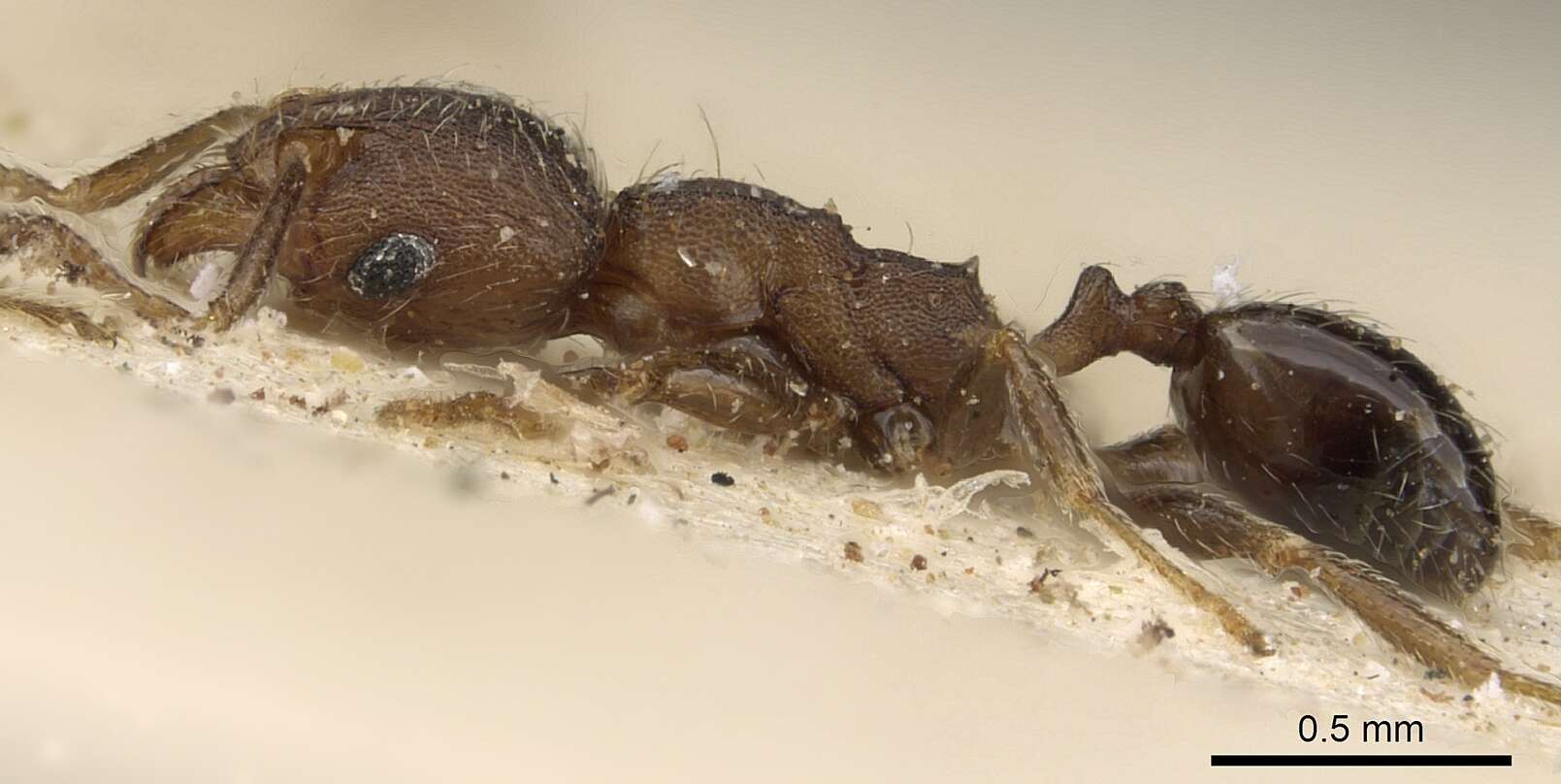 Image de Pheidole arnoldi Forel 1913