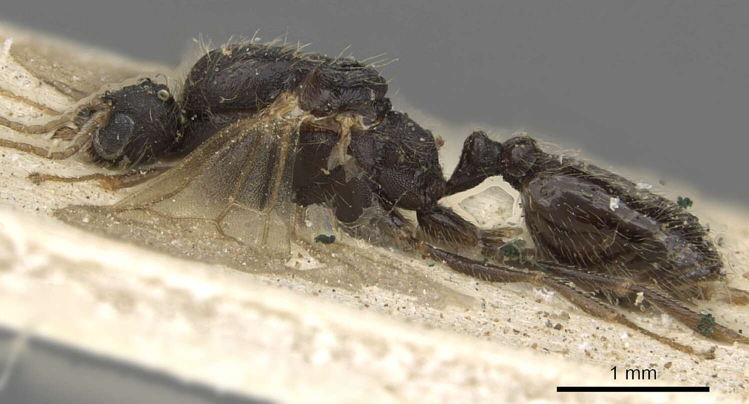 Image de Pheidole arnoldi Forel 1913