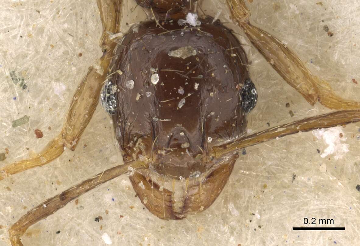 Image of Pheidole xocensis Forel 1913