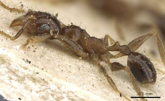 Image of Pheidole xocensis Forel 1913