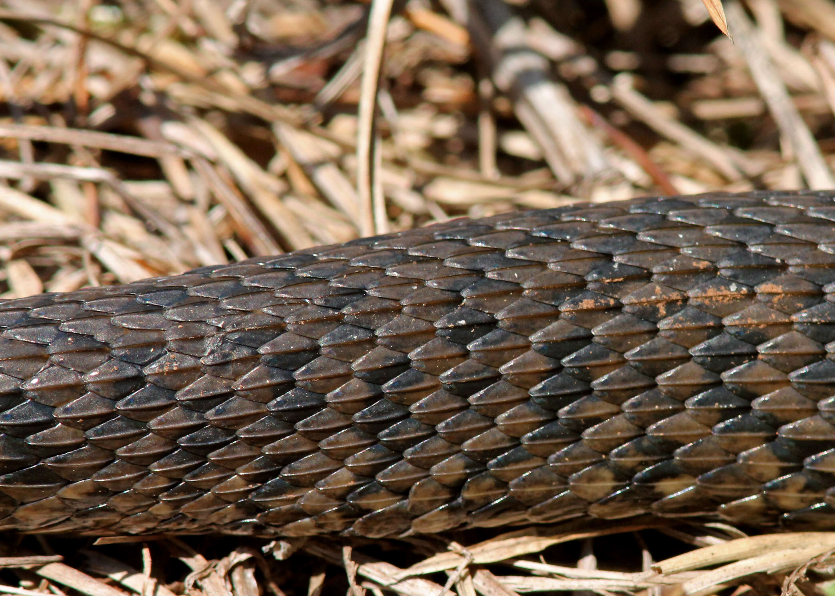 Image of Florida Green Water Snake