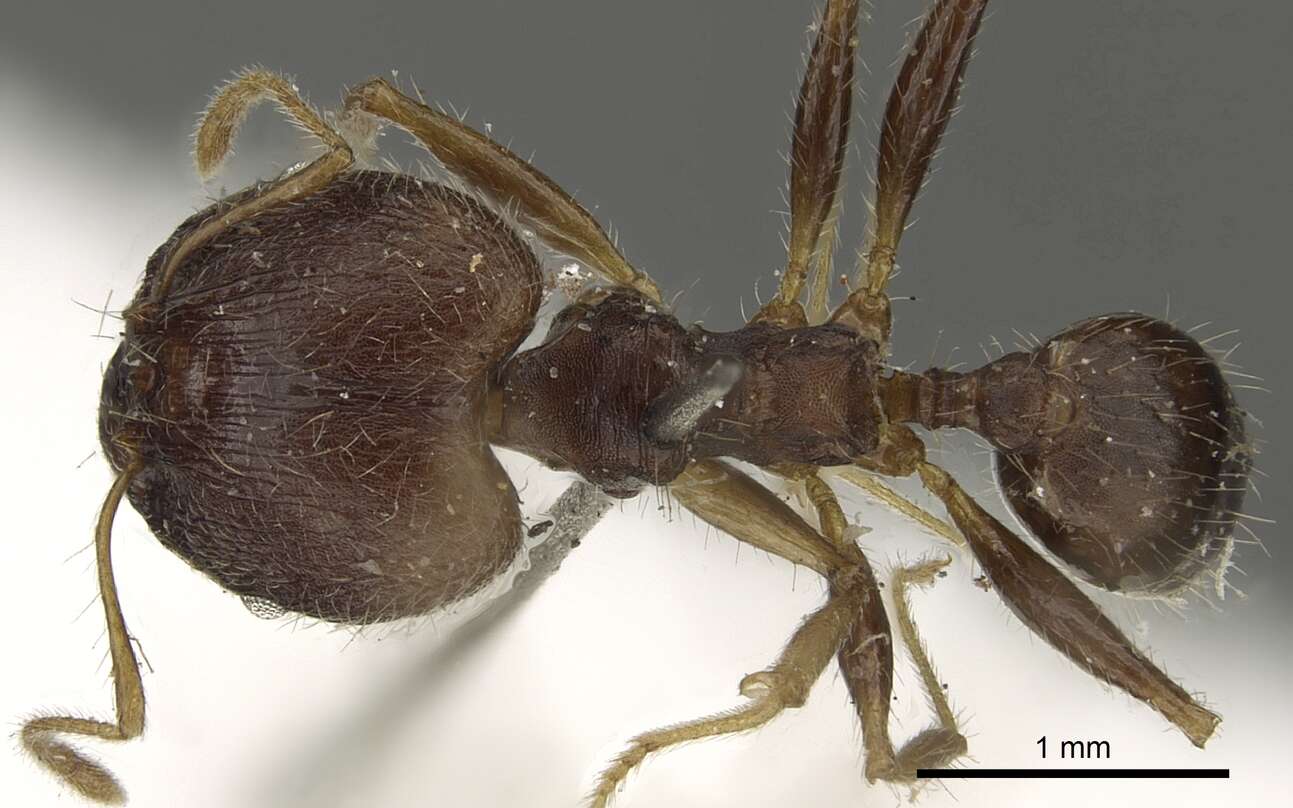 Image of Pheidole aurivillii Mayr 1896