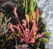 Image of oblong-leaved sundew