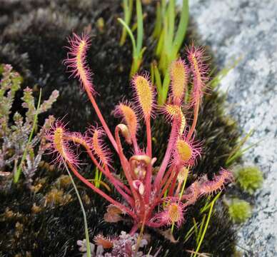 Image of oblong-leaved sundew