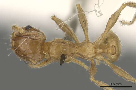 Image of Pheidole capensis Mayr 1862