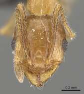 Image of Pheidole capensis Mayr 1862