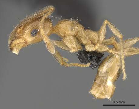 Image of Pheidole capensis Mayr 1862