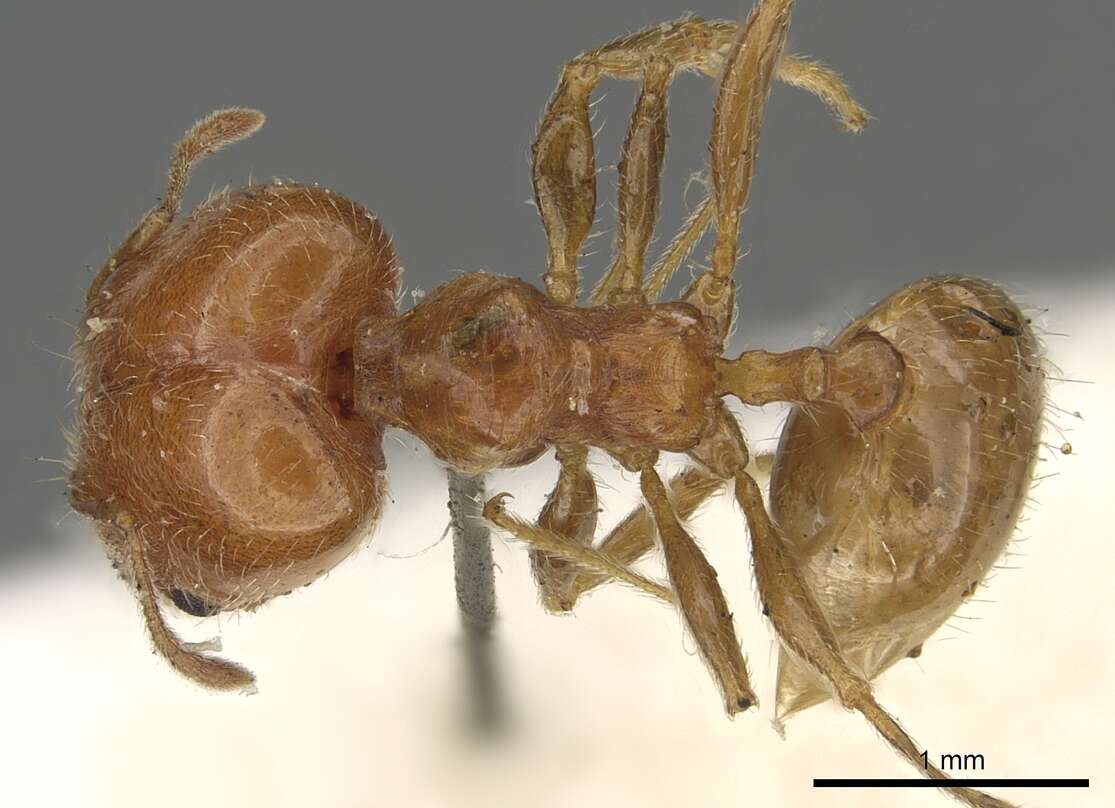 Image of Pheidole capensis Mayr 1862