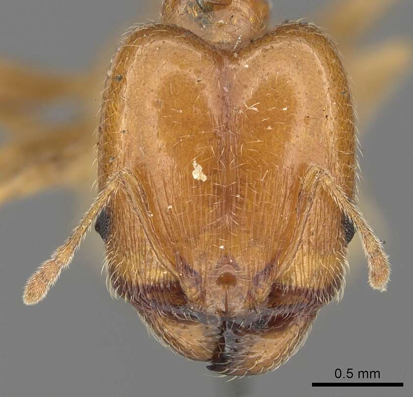 Image of Pheidole capensis Mayr 1862