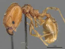 Image of Pheidole capensis Mayr 1862